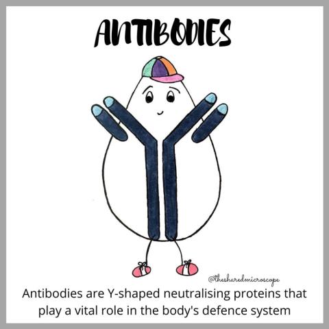 how antibodies work -- fancy comma blog