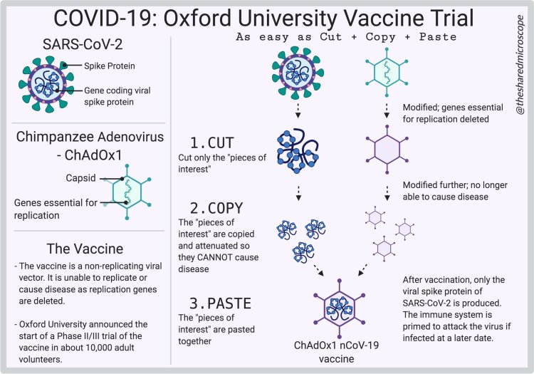 diagram of how viral vector vaccines are made via a "cut-copy-paste" model