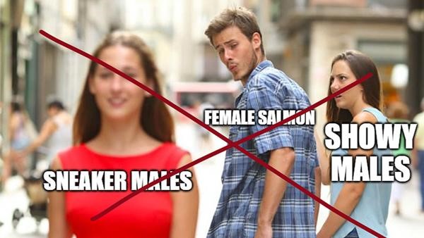 image of a Distracted Boyfriend meme relating to sneaker males in salmon that is crossed out because it doesn't work as a meme
